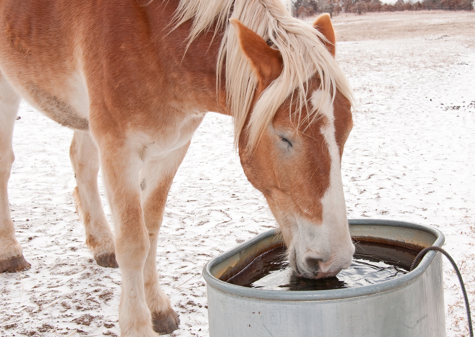 Horse Drinking Water Winter